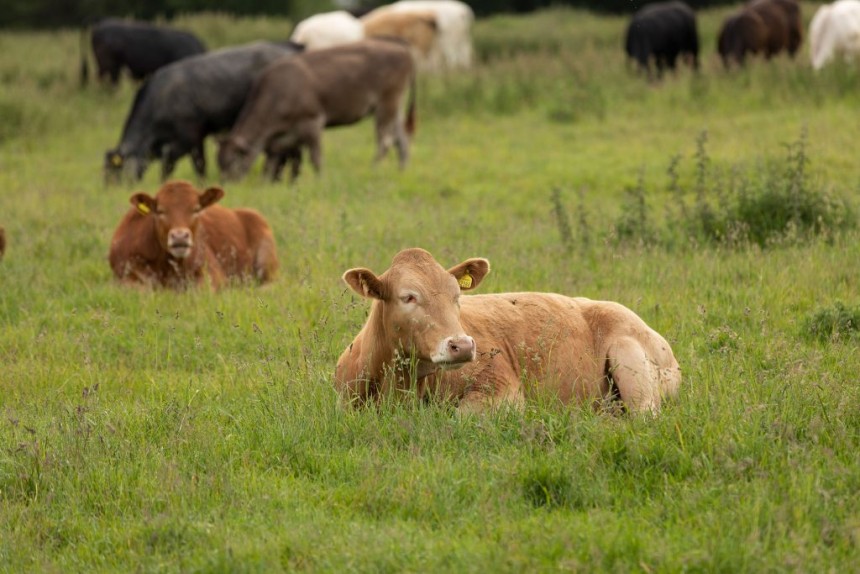 New research from the University of Georgia uncovered antimicrobial-resistant salmonella in cows. (Photo by Andrew Davis Tucker/UGA)