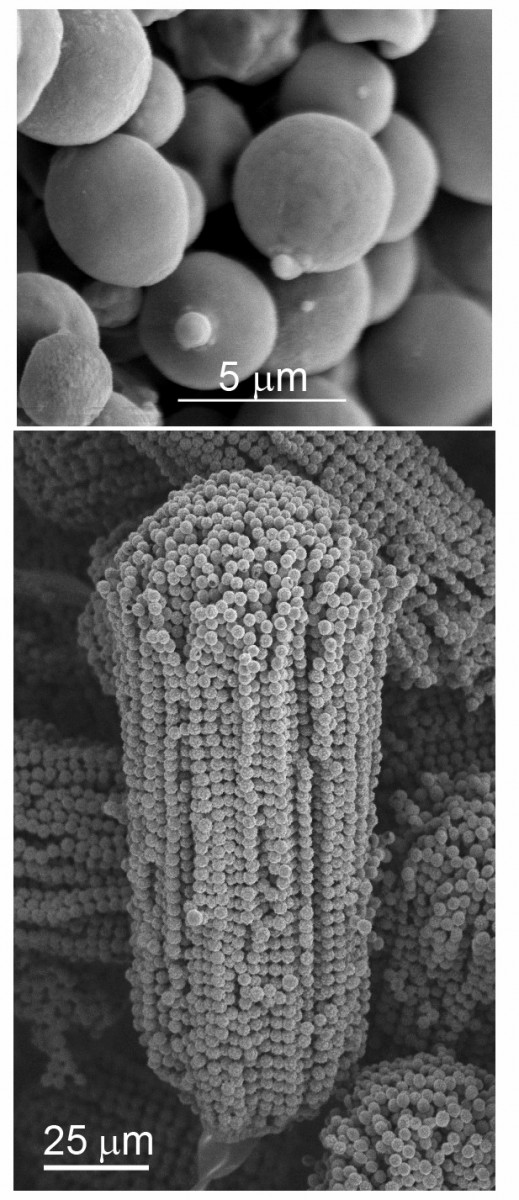 crypto-Aspergillus.jpg